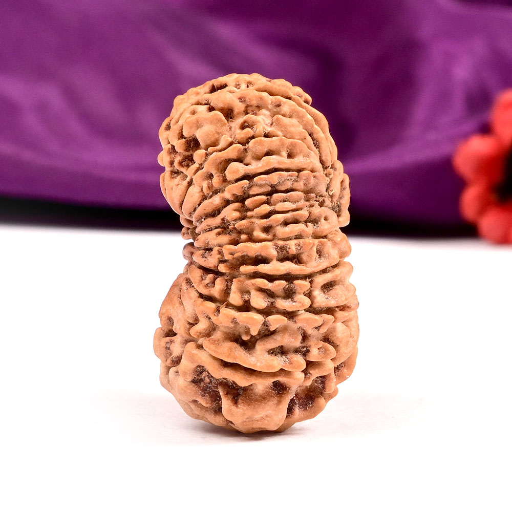 18 Mukhi Rudraksha