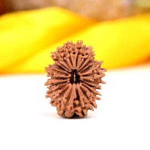 20 Mukhi Rudraksha