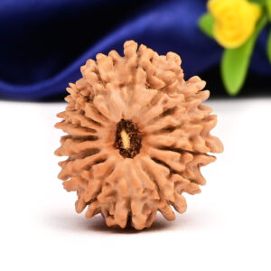 16 Mukhi Rudraksha