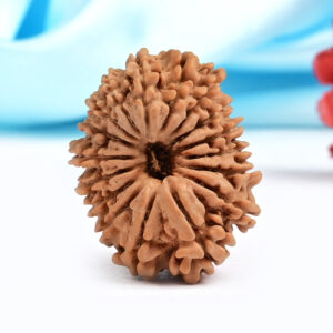 17 Mukhi Rudraksha