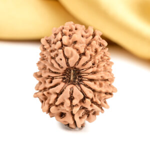 Natural 15 Mukhi Rudraksha