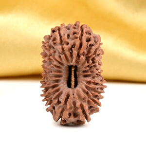 19 Mukhi Rudraksha